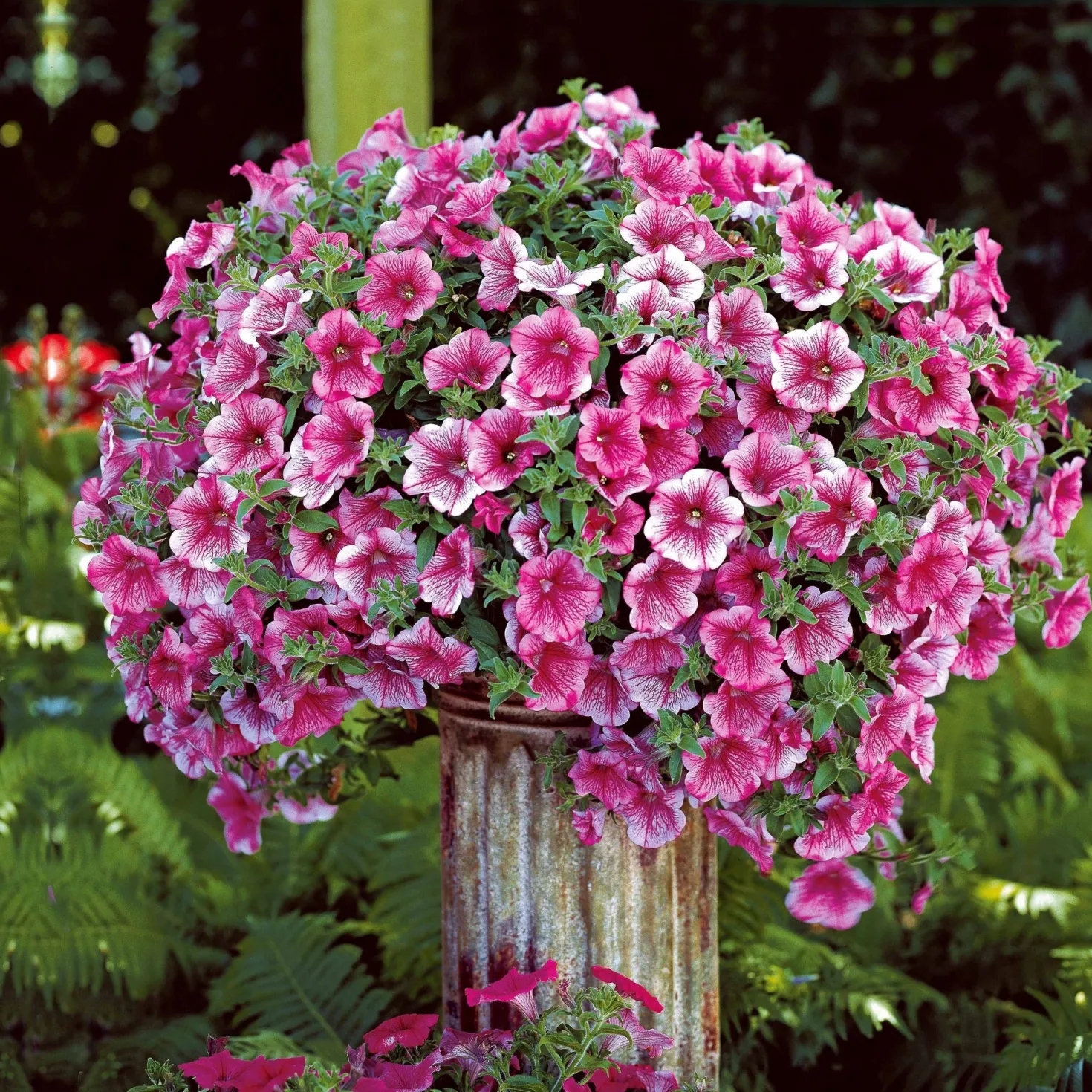 Hängepetunie rosa (x3) - Rosa Blütenkaskade sofort