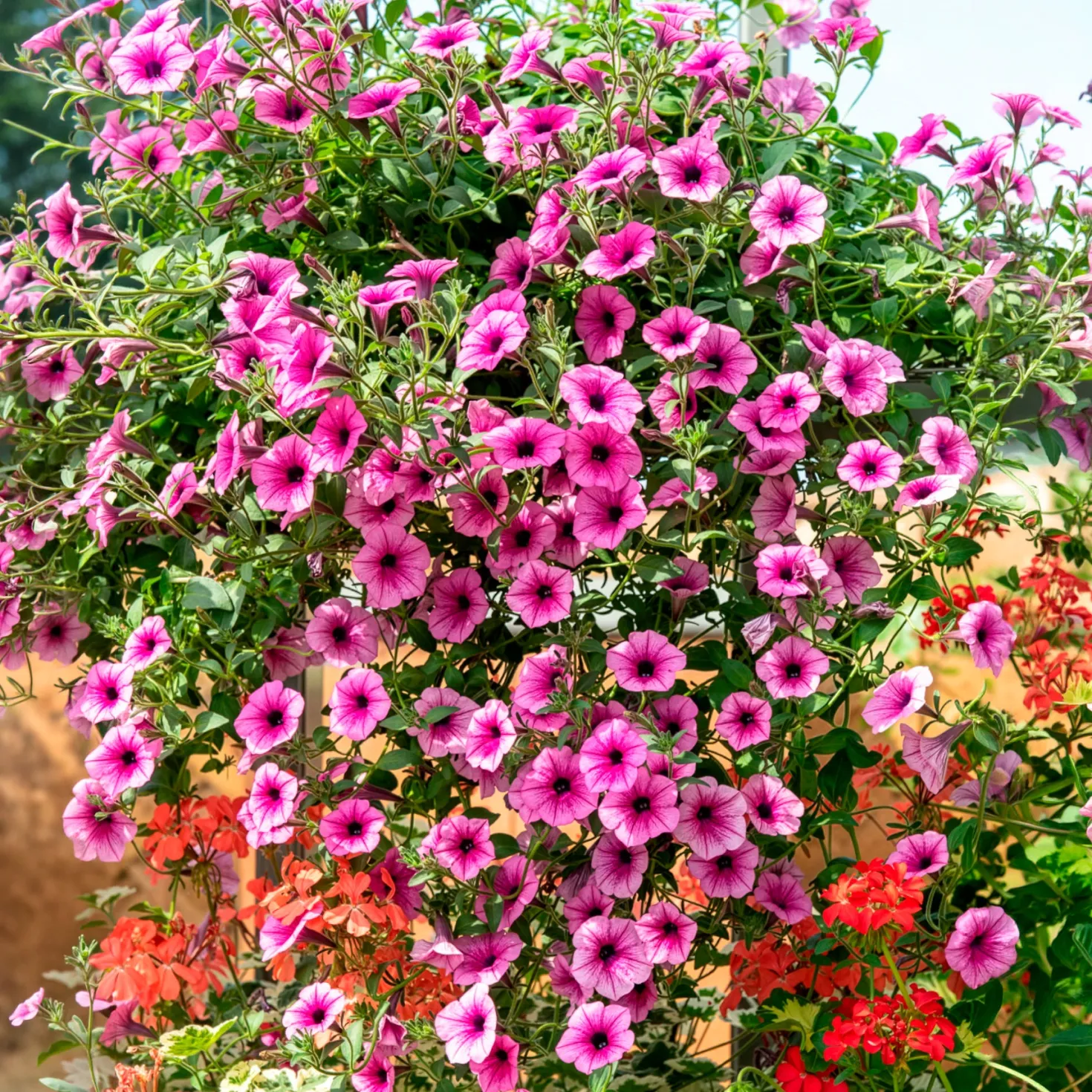 Hängepetunie rosa (x3) - Rosa Blütenkaskade sofort