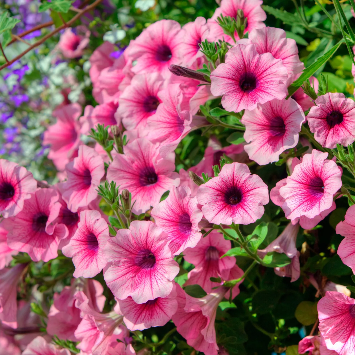 Hängepetunie rosa (x3) - Rosa Blütenkaskade sofort
