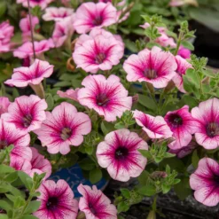 Hängepetunie rosa (x3) - Rosa Blütenkaskade sofort