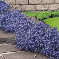 Hängepolster-Glockenblume - Blütenteppich in Violett