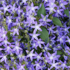 Hängepolster-Glockenblume - Blütenteppich in Violett