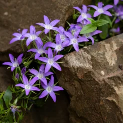 Hängepolster-Glockenblume - Blütenteppich in Violett