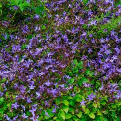 Hängepolster-Glockenblume Stella - Blaues Blütenmeer im Nu