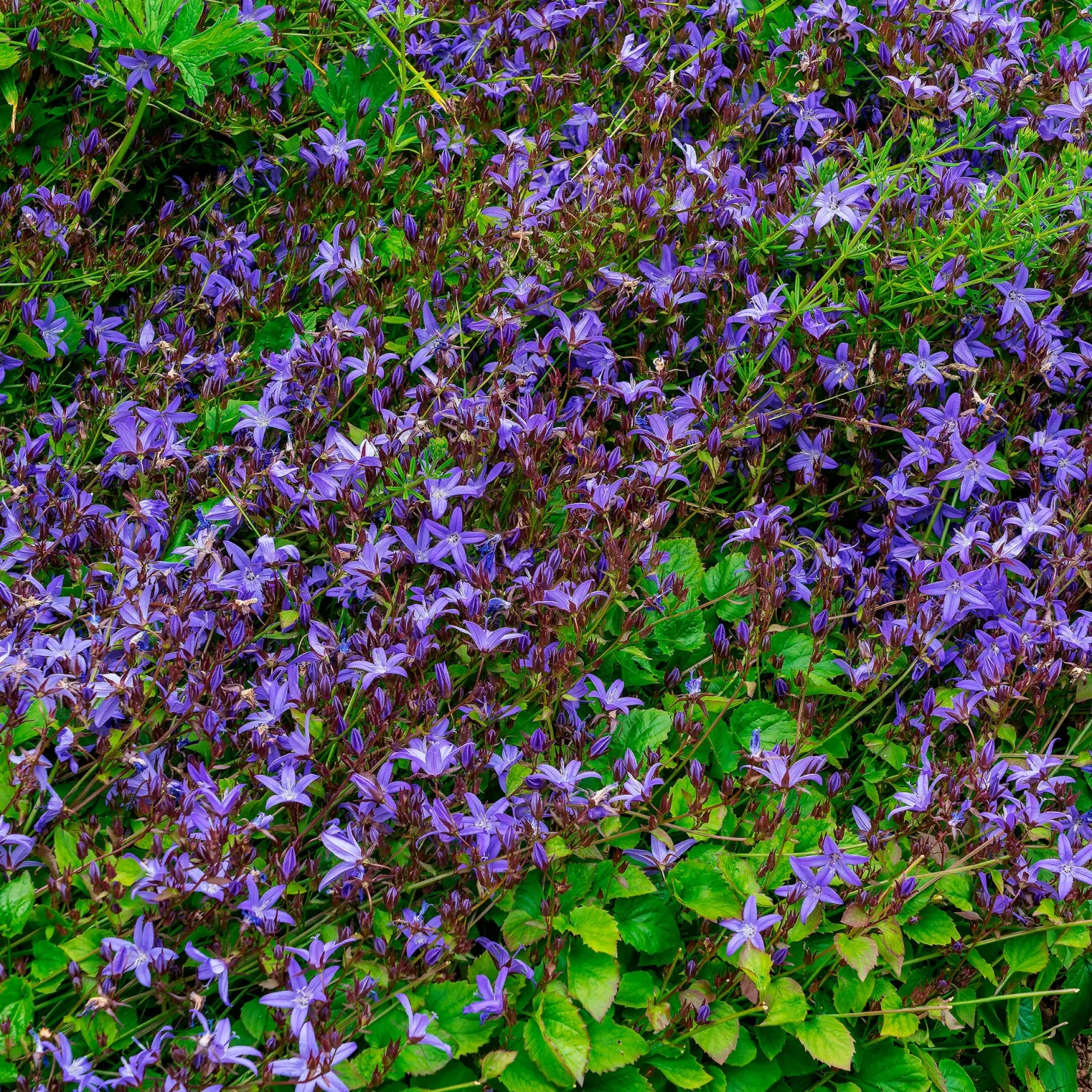Hängepolster-Glockenblume Stella - Blaues Blütenmeer im Nu
