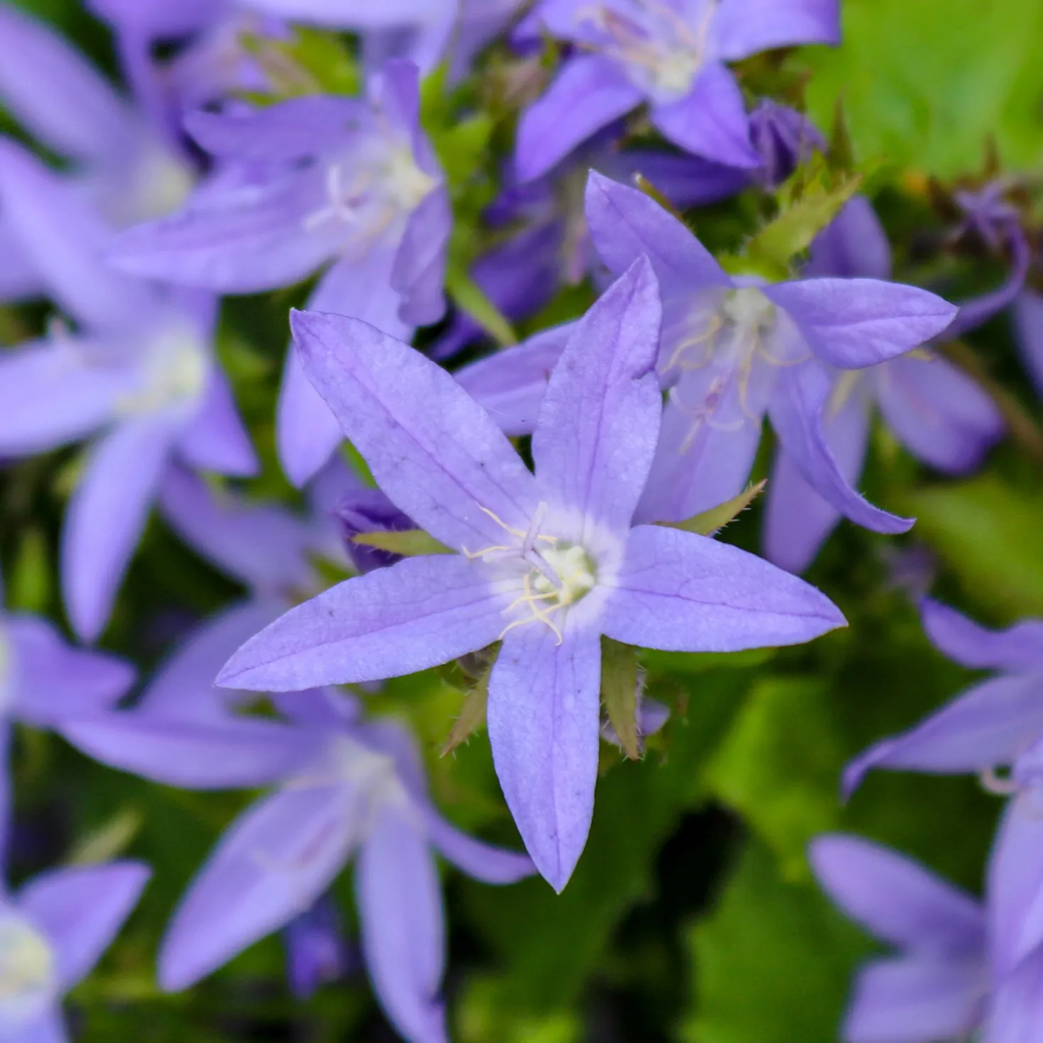 Hängepolster-Glockenblume Stella - Blaues Blütenmeer im Nu