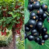 Hochstamm-Kollektion Johannisbeere & Schwarze Johannisbeere (x2) - Rote & schwarze Johannisbeeren, gesund