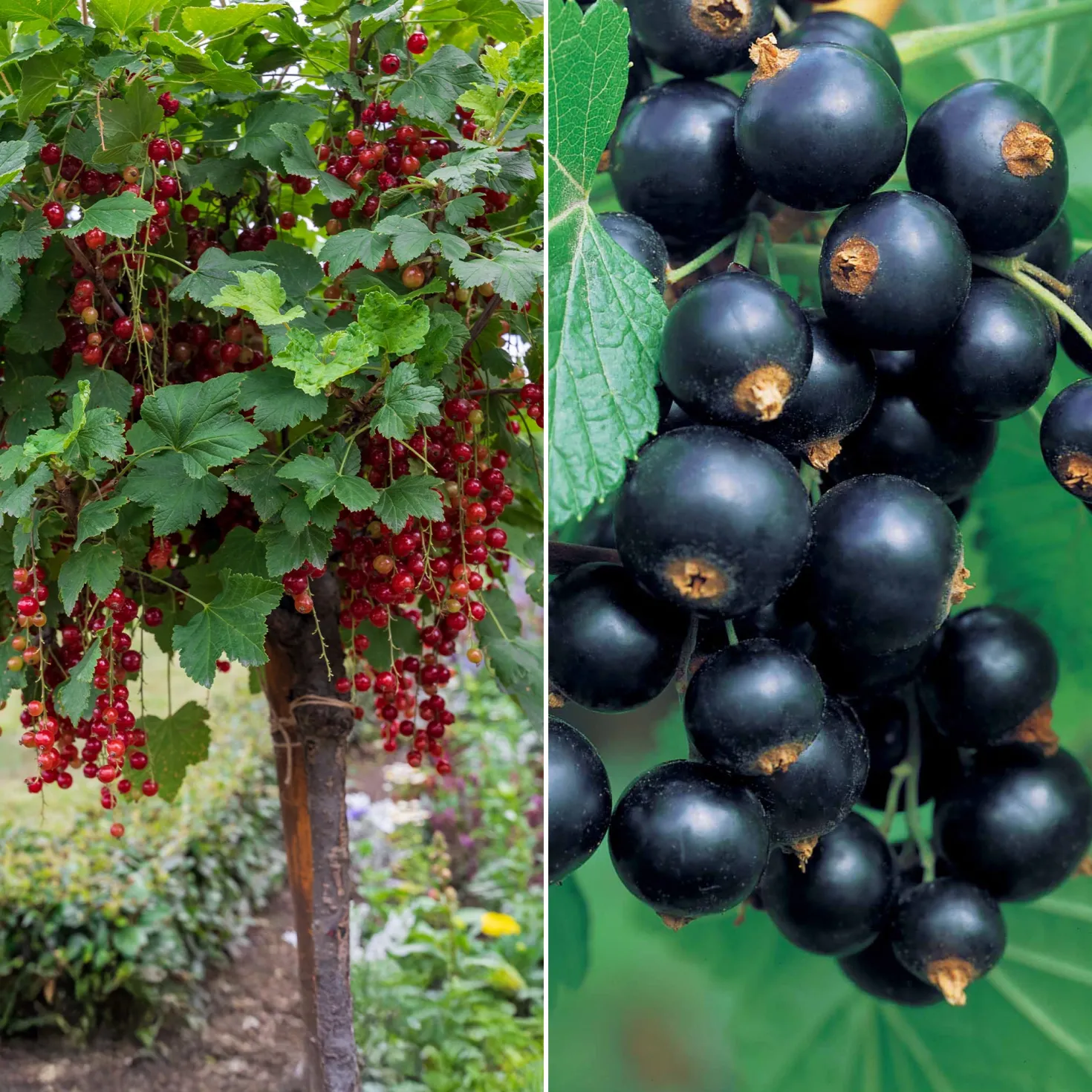 Hochstamm-Kollektion Johannisbeere & Schwarze Johannisbeere (x2) - Rote & schwarze Johannisbeeren, gesund
