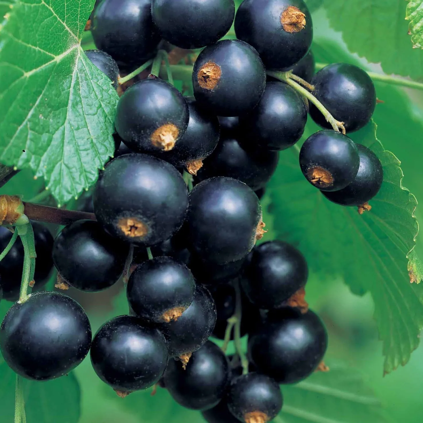 Hochstamm-Kollektion Johannisbeere & Schwarze Johannisbeere (x2) - Rote & schwarze Johannisbeeren, gesund