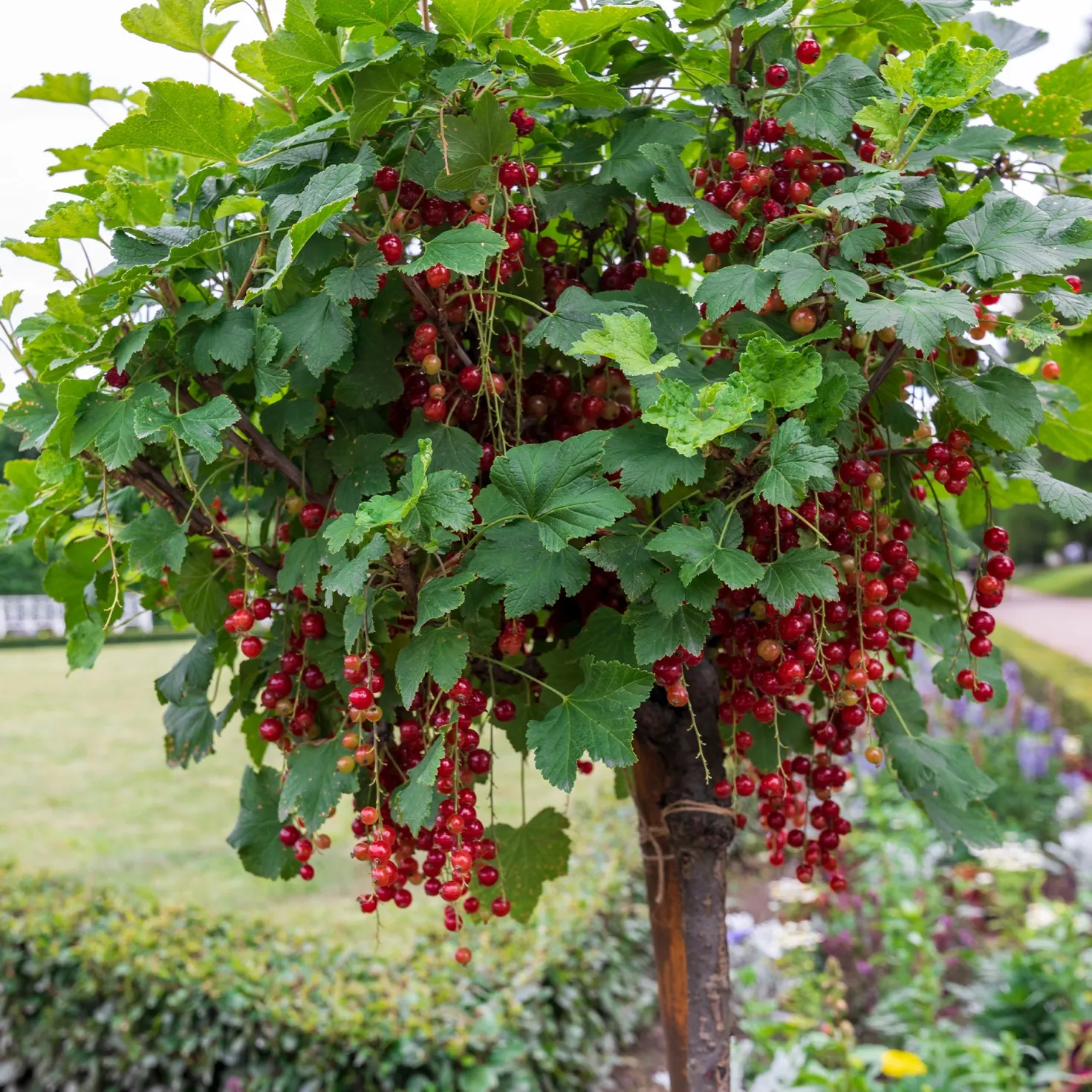 Hochstamm-Kollektion Johannisbeere & Schwarze Johannisbeere (x2) - Rote & schwarze Johannisbeeren, gesund