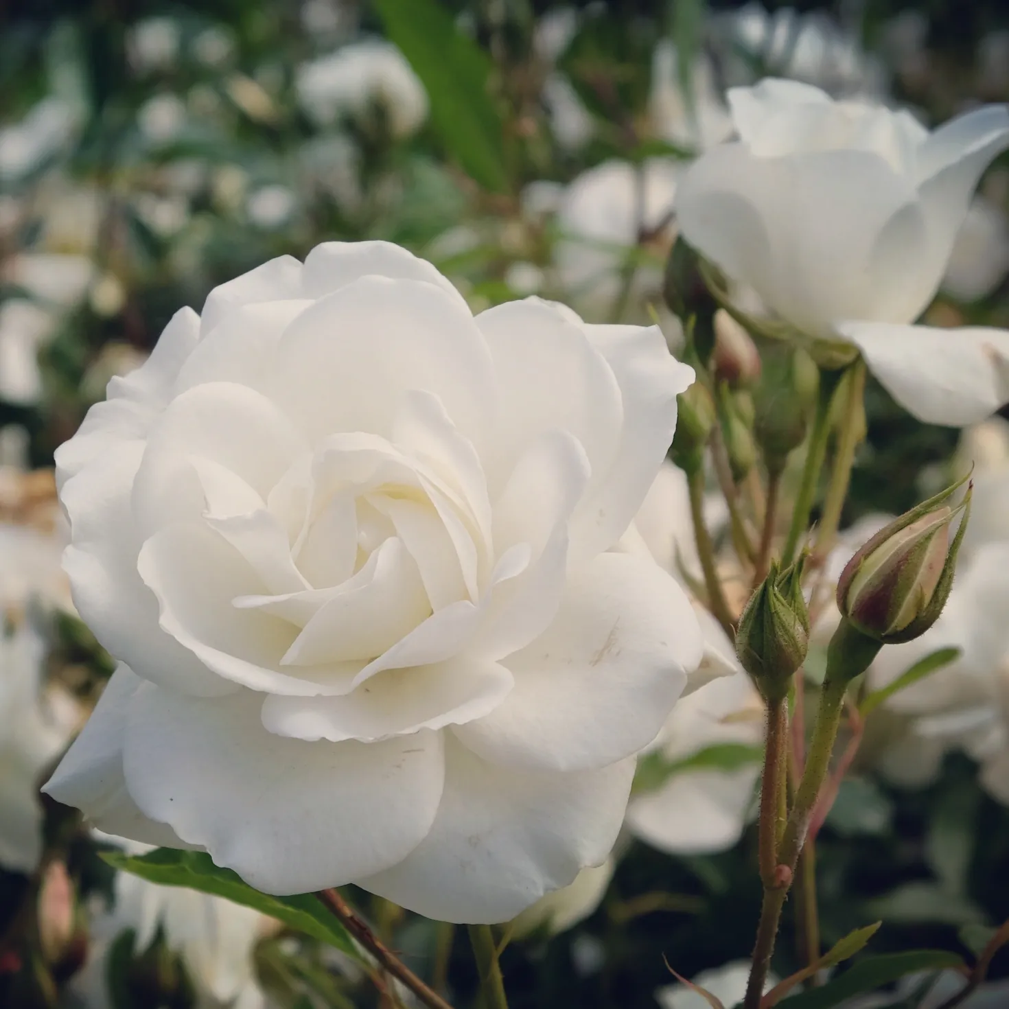 Hochstammrose ‘Korbin’ - Weiße Blüten in Augenhöhe