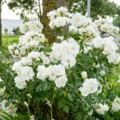 Hochstammrose ‘Korbin’ - Weiße Blüten in Augenhöhe