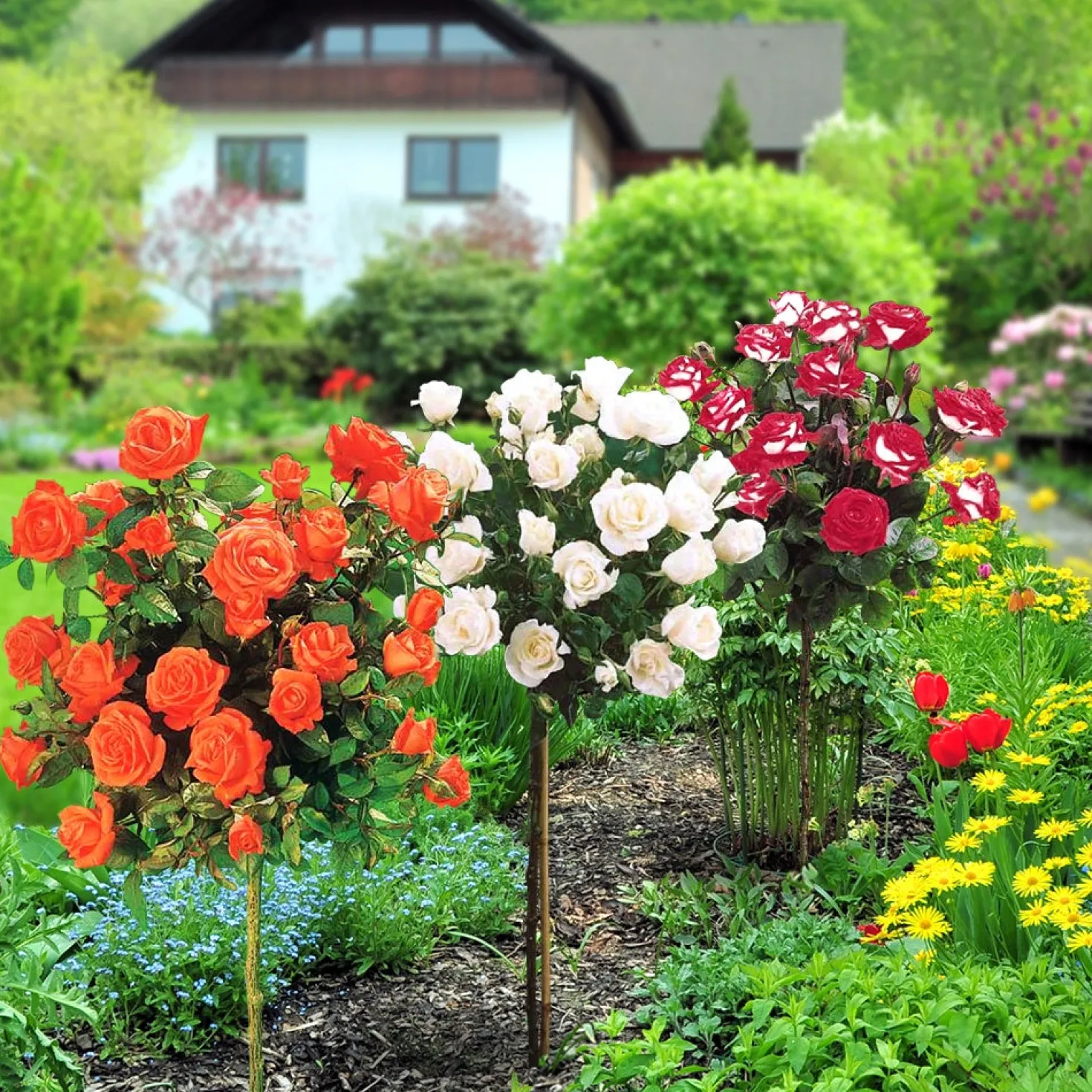 Hochstammrosen-Kollektion 'Ramona', 'Korbin', 'Osiria' (x3) - Drei Farben, ein Blickfang