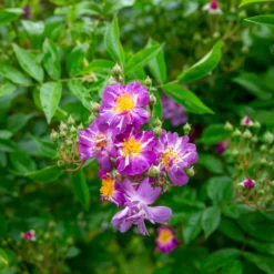 Hochstammrose ‘Veilchenblau’ - Seltenes Blauviolett auf Stamm