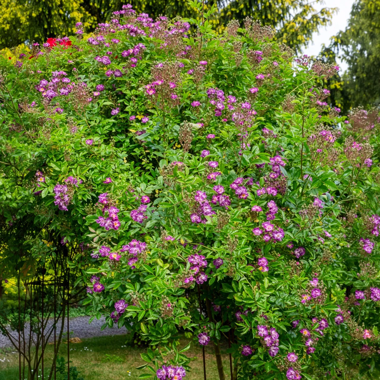 Hochstammrose ‘Veilchenblau’ - Seltenes Blauviolett auf Stamm