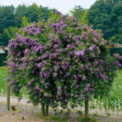 Hochstammrose ‘Veilchenblau’ - Seltenes Blauviolett auf Stamm
