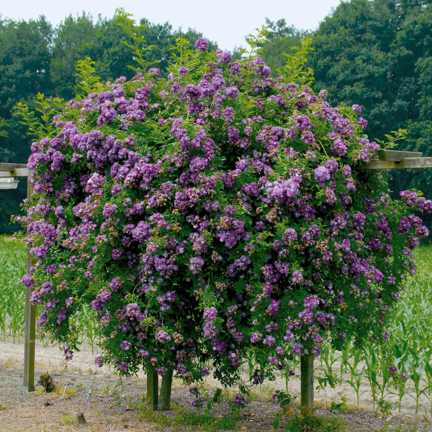 Hochstammrose ‘Veilchenblau’ - Seltenes Blauviolett auf Stamm