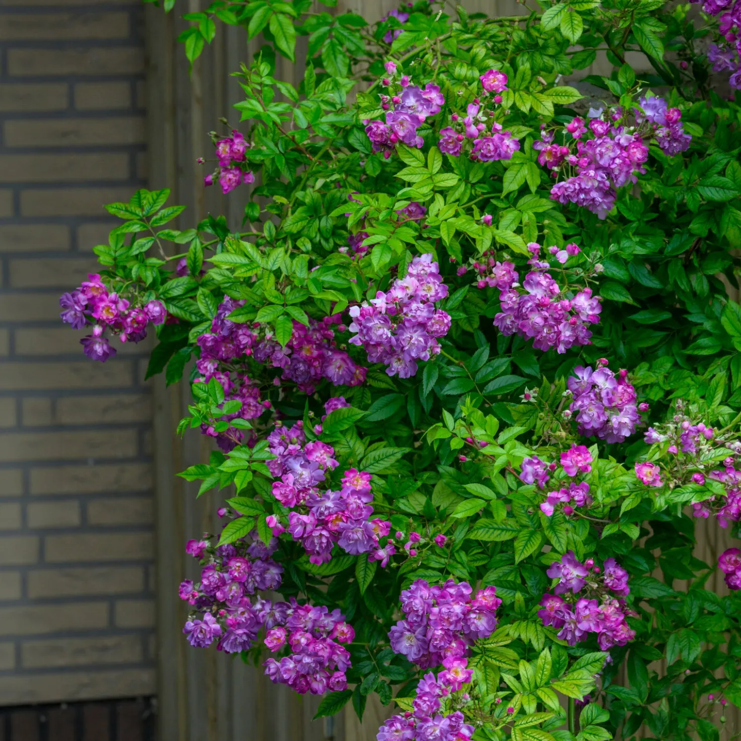 Hochstammrose ‘Veilchenblau’ - Seltenes Blauviolett auf Stamm