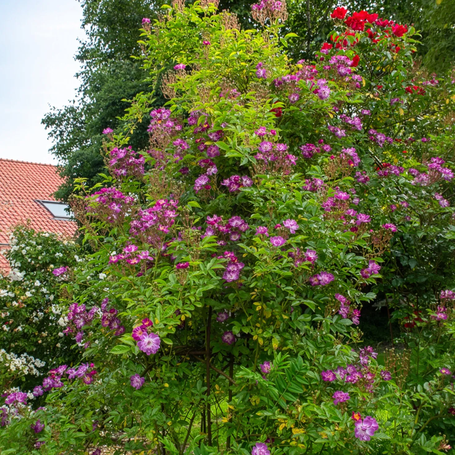 Hochstammrose ‘Veilchenblau’ - Seltenes Blauviolett auf Stamm