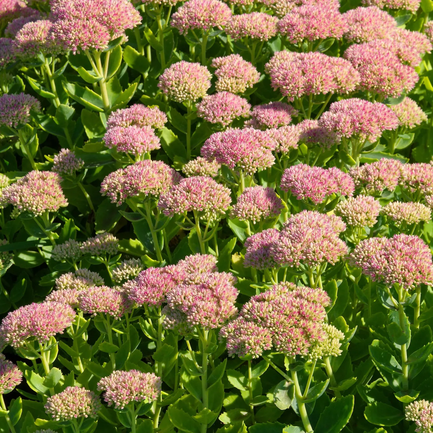 Hohe Fetthenne 'Carmen' - Blüten wenn andere schlappmachen