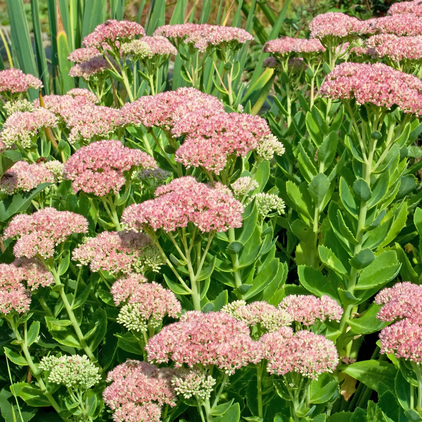 Hohe Fetthenne 'Carmen' - Blüten wenn andere schlappmachen