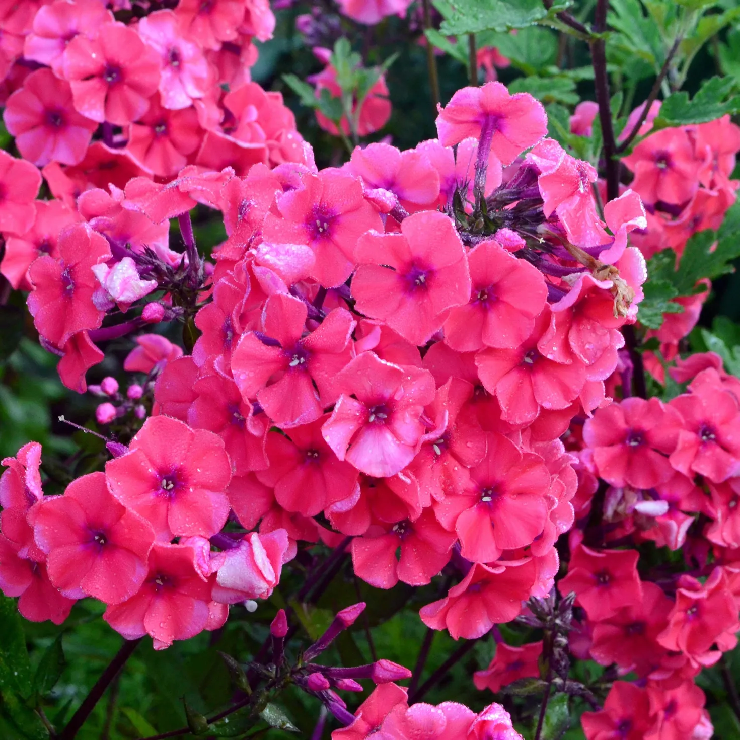 Hohe Flammenblume 'Starfire' - Duftende Farbpracht im Sommer