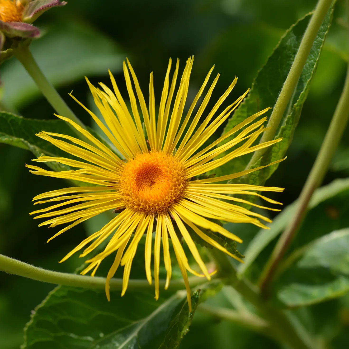 Hoher Alant - XXL-Blüten im Sommer