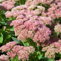 Hohes-Fettblatt 'Herbstfreude' - Farbe bis in den Herbst