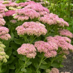Hohes-Fettblatt 'Herbstfreude' - Farbe bis in den Herbst