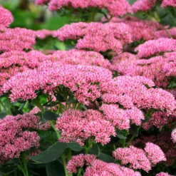 Hohes-Fettblatt 'Herbstfreude' - Farbe bis in den Herbst
