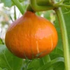 Hokkaido-Kürbis Pflanzen (x3) - Ernte satt mit wenig Aufwand