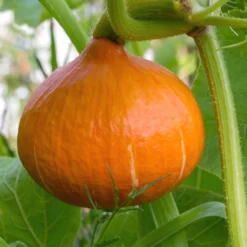 Hokkaido-Kürbis Pflanzen (x3) - Ernte satt mit wenig Aufwand