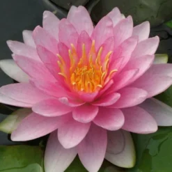 Hollandia Seerose - Rosa Blüten den ganzen Sommer
