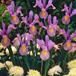 Holländische Iris King Mauve (x10) - Mauve Blüten im Frühling