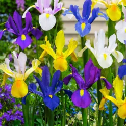 Holländische Iris Mischung 'Dutch Garden' (x50) - Farbenmeer im Juni