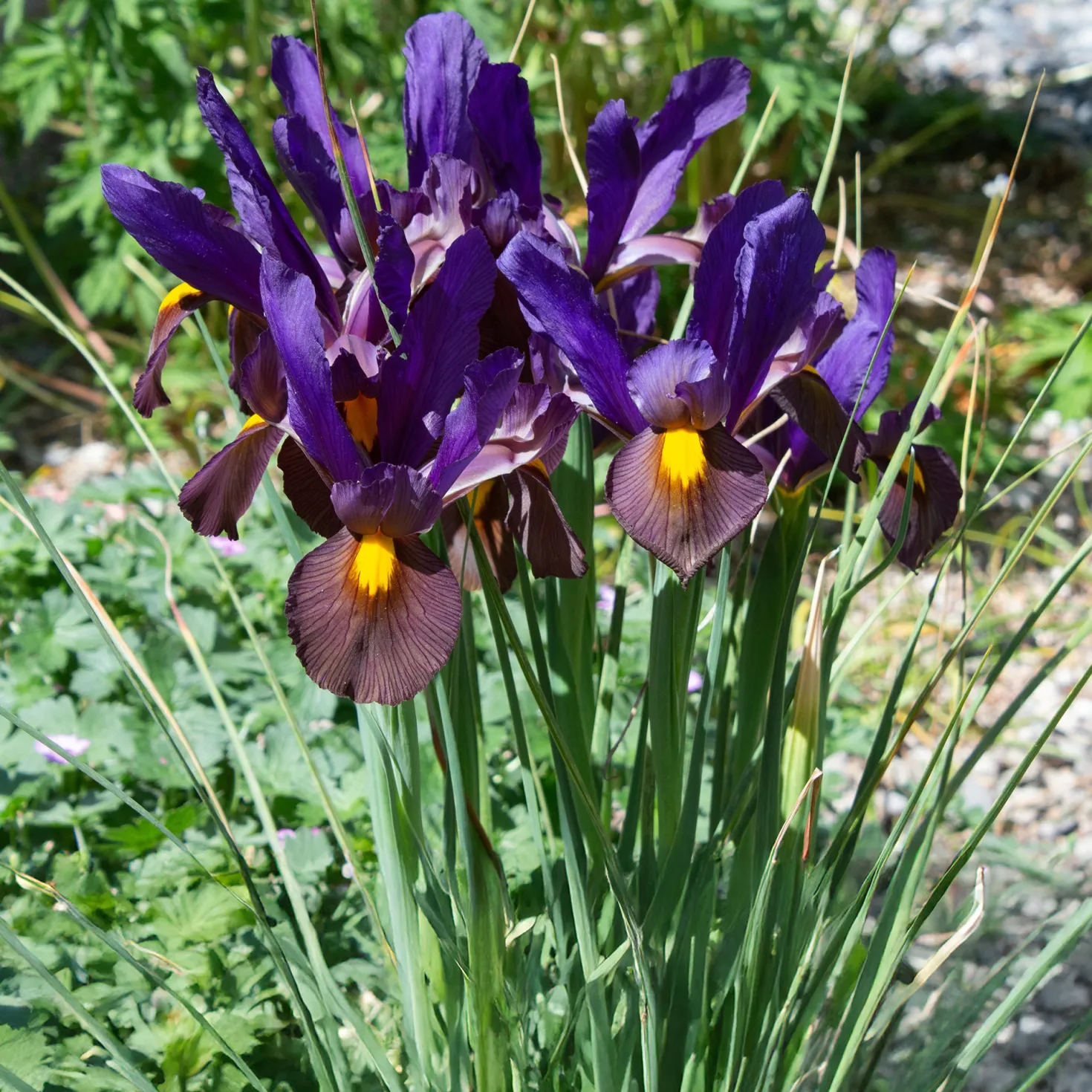 Holländische Iris Tiger Eyes (x10) - Schnittblume mit Wow-Effekt