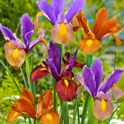 Holländische Iris 'Tiger' Mischung (x40) - Tiger-Muster im Beet