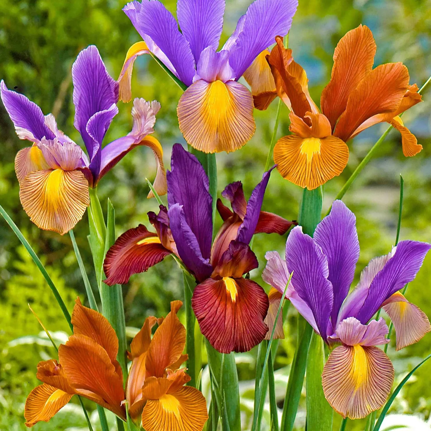 Holländische Iris 'Tiger' Mischung (x40) - Tiger-Muster im Beet