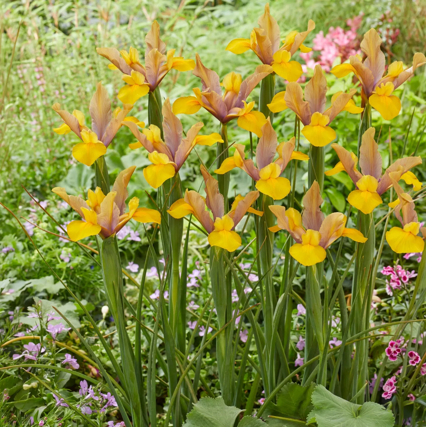 Holländische Schwertlilie Bronze Perfection (x10) - Bronze-Blüten im Mai