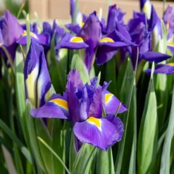 Holländische Schwertlilien 'Purple Sensation' - Violette Blüten im Nu