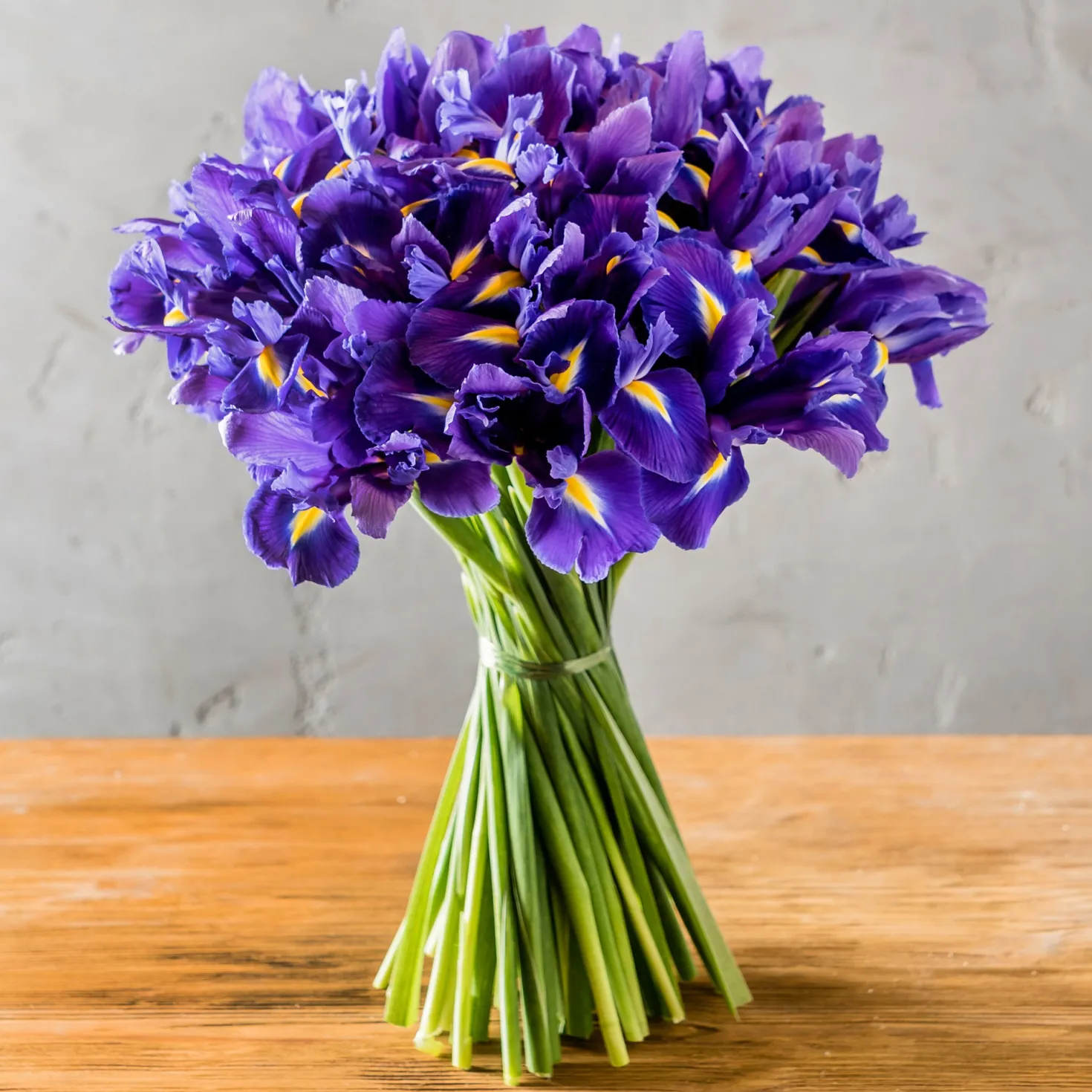 Holländische Schwertlilien 'Purple Sensation' - Violette Blüten im Nu