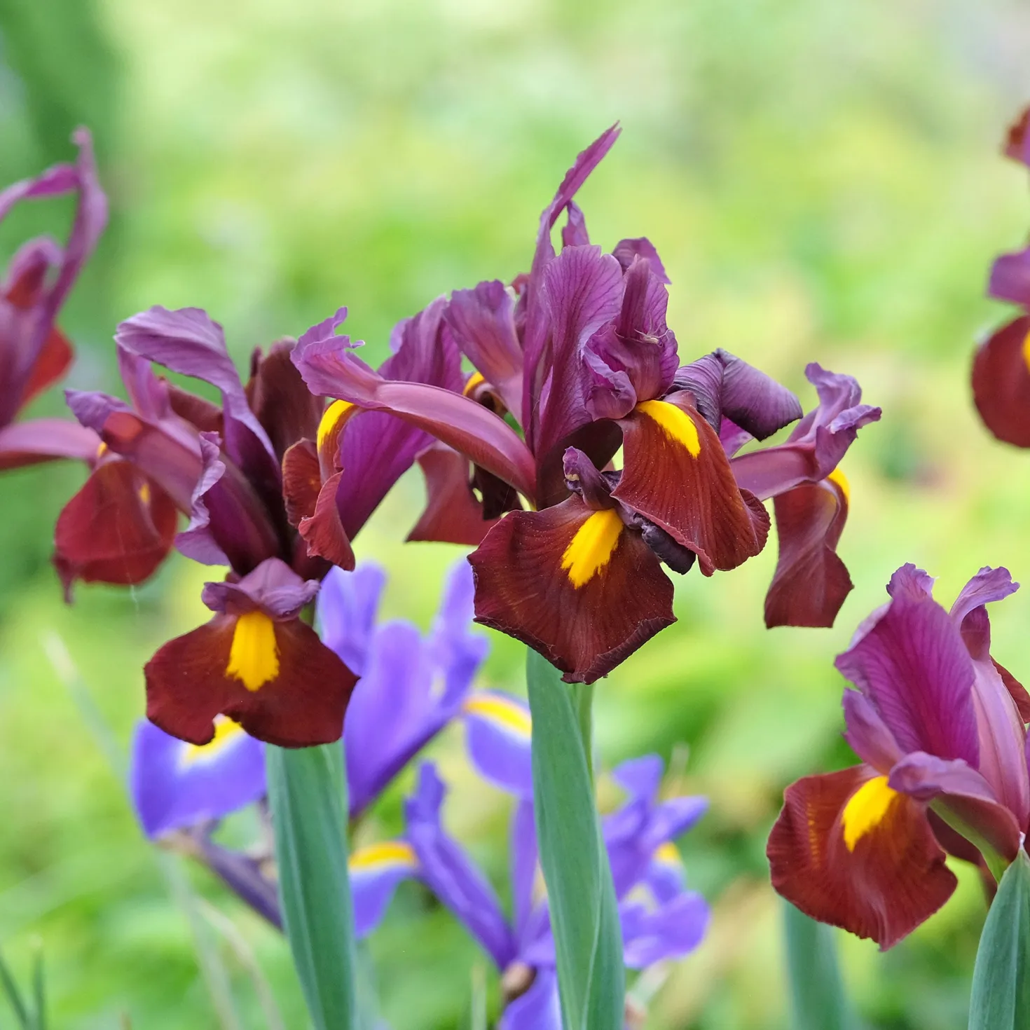Holländische Schwertlilie (x20) - Elegante Blüten im Mai