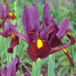 Holländische Schwertlilie (x20) - Elegante Blüten im Mai