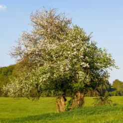 Holzapfel - Wilde Blüte, echte Natur