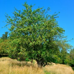Holzapfel - Wilde Blüte, echte Natur