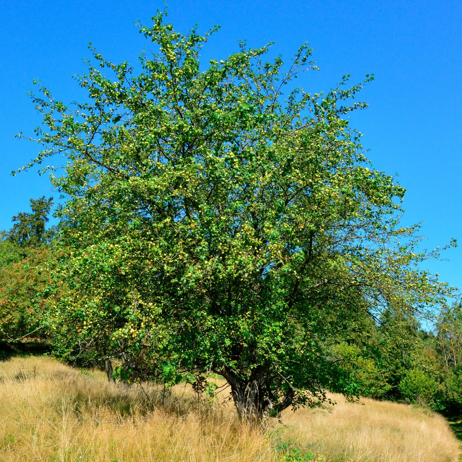 Holzapfel - Wilde Blüte, echte Natur