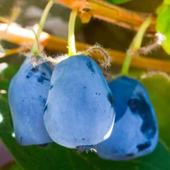 Honigbeere 'Duet' - Süße Ernte schon im Mai