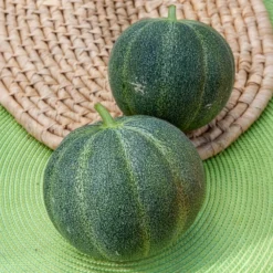 Honigmelone Petit Gris de Rennes - Süß, saftig, direkt geerntet