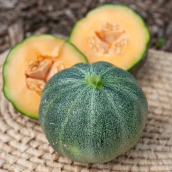 Honigmelone Petit Gris de Rennes - Süß, saftig, direkt geerntet