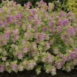 Hopfendost Kent Beauty - Hängt in rosa Kaskaden
